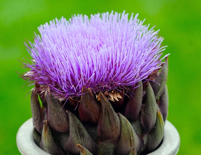 朝鲜蓟开花图片