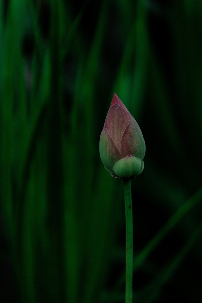 粉色含苞待放莲花花苞意境摄影图片
