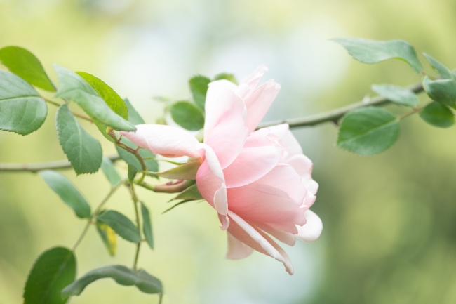 实拍玫瑰花藤图片