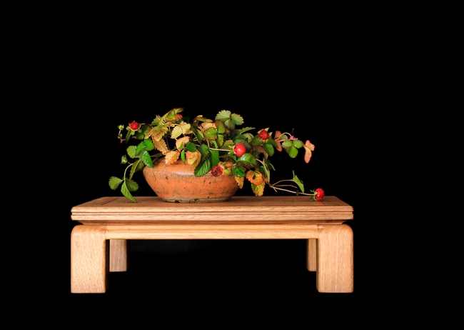 草莓盆栽植物图片