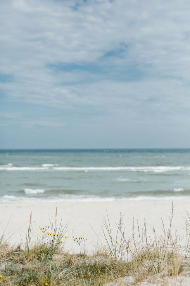 沙滩上的小草图片