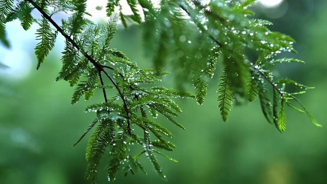 雨后树叶水滴特写图片